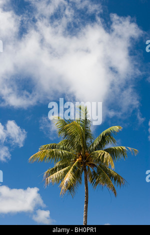 Palm tree under clouded sky, Nuku'alofa, Tongatapu, Tonga, South Pacific, Oceania Stock Photo