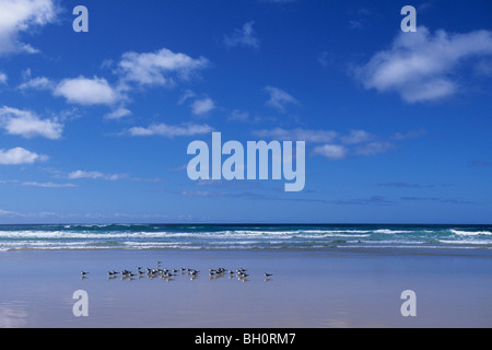 Birds on Beach, Fraser Island, Queensland, Australia Stock Photo