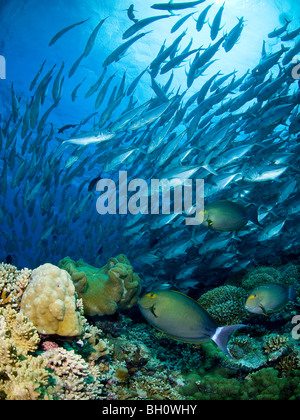 Philippines Tubbataha natural Reserve Stock Photo