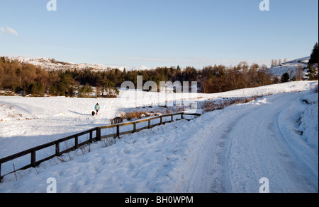 Lone dog walker at Tarn Hows in the Lake District Stock Photo