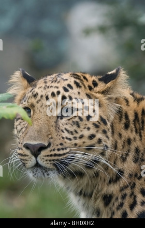 Amur Leopard in captivity Stock Photo