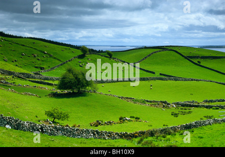 Meadow landscape with dry stone walls, Lough Corrib, Connemara, Co. Galway, Ireland, Europe Stock Photo