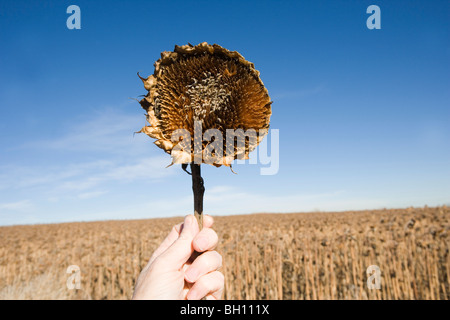 dried giant sunflower against blue sky, in a field of dead sunflowers, Colorado, USA Stock Photo