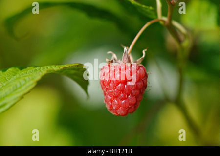 Close-up of ripe raspberry fruit in a garden at Killin in Perthshire, Scotland, UK. Stock Photo