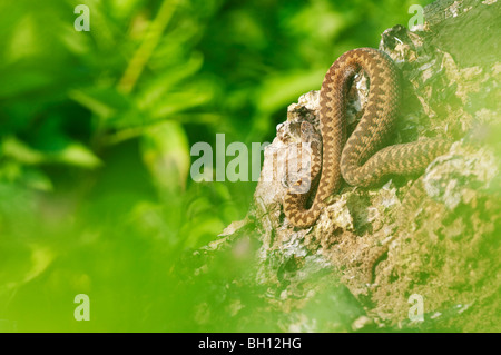 European Adder (Vipera berus) adult female, basking on log, Kent, England, summer Stock Photo