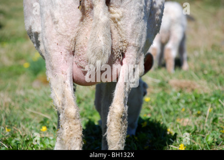 Sheep udder Stock Photo