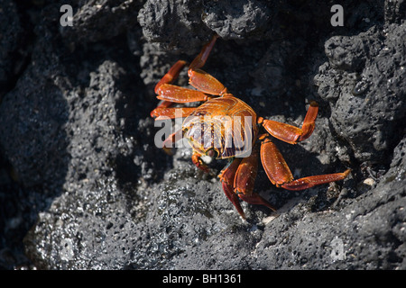 sally lightfoot crab on lava, Galapagos islands Stock Photo