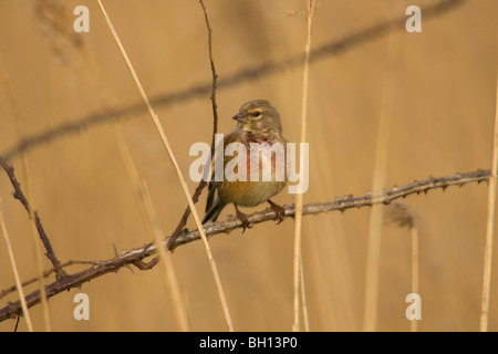 Eurasian Linnet Carduelis canabia adult male perched on a bramble Stock Photo