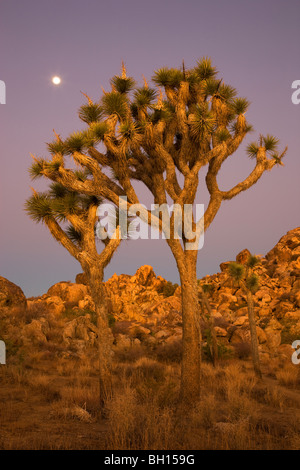 Joshua Tree National Park, California. Stock Photo