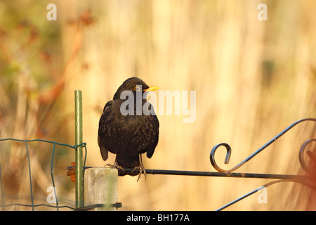 blackbird (Merula turdus) male perched on garden gate in warm light Stock Photo