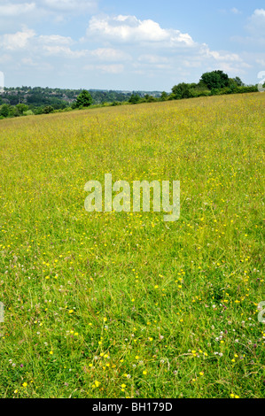 Spring meadows in Hertfordshire, England, UK Stock Photo - Alamy