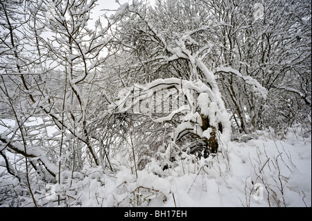 Deeply snow-covered bushes and trees in parkland Stock Photo