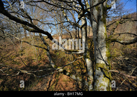 A massive tree-trunk in ancient birch and oak woods near Killin, Perthshire, Scotland, UK Stock Photo
