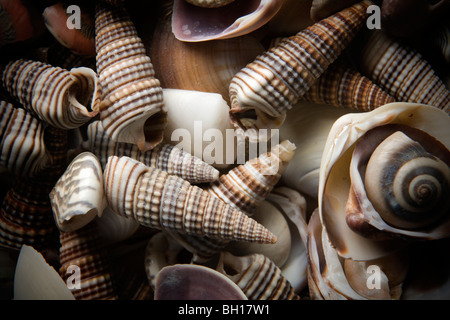background image of many small sea shell Stock Photo