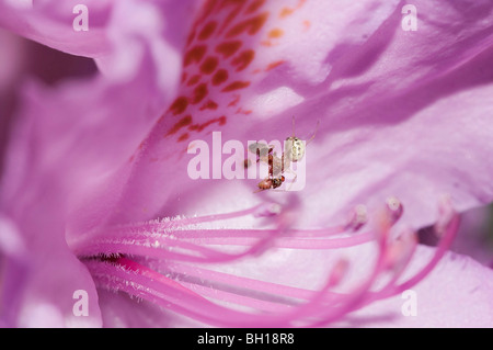 ant, spider and fly in the bloom of rhododendron - fight for life - food chain Stock Photo