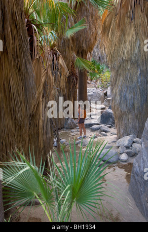 Hiking in Andreas Canyon, in the Indian Canyons of the Agua Caliente Indian Reservation, near Palm Springs, California Stock Photo