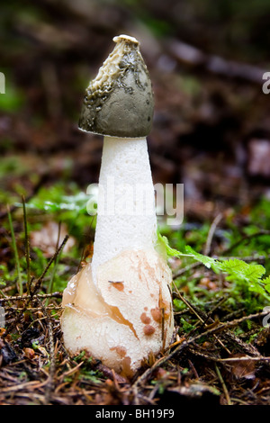 Common Stinkhorn (Phallus impudicus) in pine woodland, Scotland, showing the start of liquification of the cap. Stock Photo