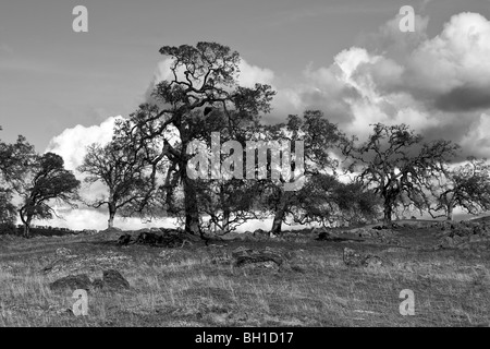 Oak trees in the California foothills Stock Photo