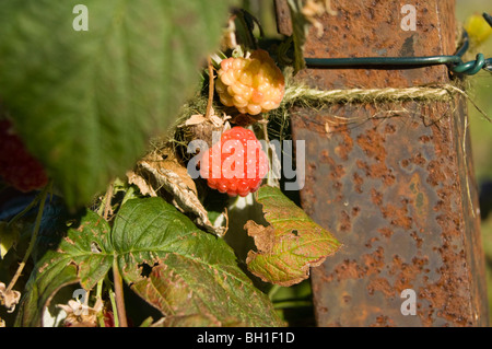 Close up of Raspberry (Rubus idaeus) growing on an allotment plot. Also shows an unripe fruit. Stock Photo