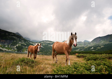 wild horse and foal at the seven Rila lakes Bulgaria Stock Photo