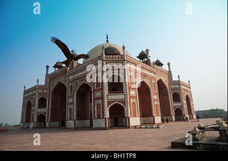 Hawk flying next to Humayun Tomb in Delhi. The tomb houses the body of the 2nd emperor of the Mughal dynasty and many others. Stock Photo
