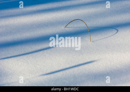 Cattail (Typha latifolia) shadows on snow, with bent bulrush at the edge of Kelly Lake, Sudbury, Ontario, Canada Stock Photo