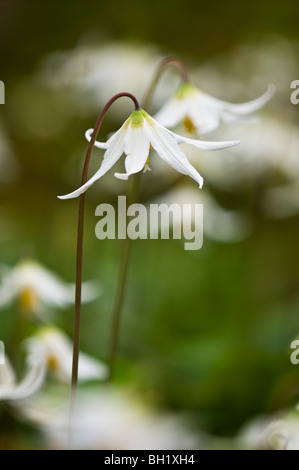 White fawn lily (Erythronium oregonum) flowers, Langford/Greater Victoria, BC, Canada Stock Photo