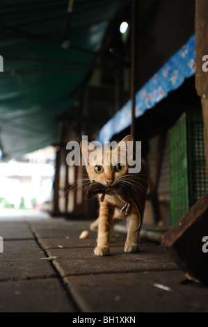 Cat  holding rat in its mouth, Bangkok,Thailand. Stock Photo