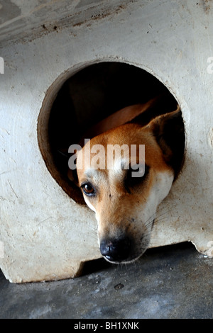 Thai ridgeback dog relaxing under the table,Bangkok,Thailand. Stock Photo