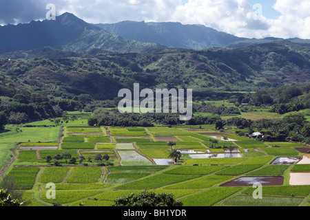 Taro fields in the Hanalei Valley Kauai HI Stock Photo