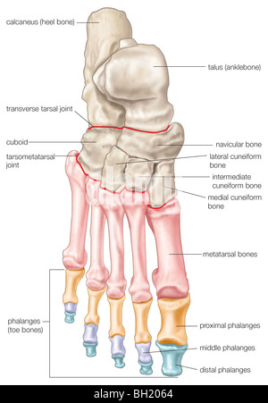 Foot bones Stock Photo