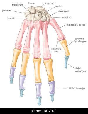 Bones of the hand Stock Photo