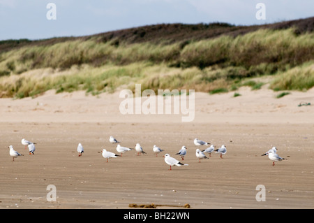 Flock of seagulls on beach at Pembrey mid Wales Stock Photo