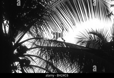 Silhouette of spider monkey (Ateles geoffroyi) walking across palm branch in black and white Stock Photo