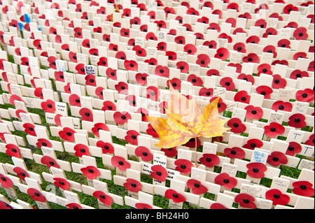 An autumn leaf surrounded by small crosses and poppies at the Field of Remembrance at Westminster Abbey, London Stock Photo