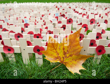 An autumn leaf surrounded by small crosses and poppies at the Field of Remembrance at Westminster Abbey, London Stock Photo