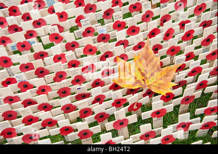 An autumn leaf surrounded by small crosses and poppies at the Field of Remembrance at Westminster Abbey, London Stock Photo