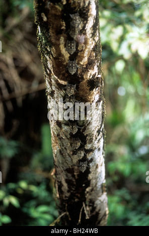 Line of tiny long-nosed bats perfectly camouflaged on tree bark in rainforest Stock Photo