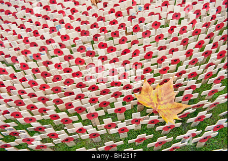 An autumn leaf surrounded by small crosses and poppies at the Field of Remembrance at Westminster Abbey, London Stock Photo