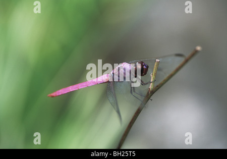 Pink dragonfly resting on twig Stock Photo