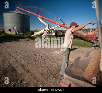 Young Farmer Emptying Grain Out Of Truck To Be Augered Into Bin, Redvers, Saskatchewan, Canada Stock Photo