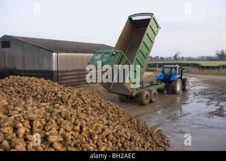Tractor and trailer tipping sugar beet into a heap in a farmyard. Stock Photo