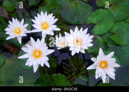 White tropical water lilies. Hughes Water Gardens, Oregon Stock Photo