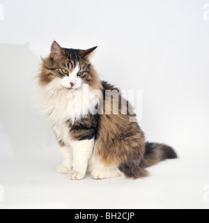 Norwegian Forest Cat Stock Photo