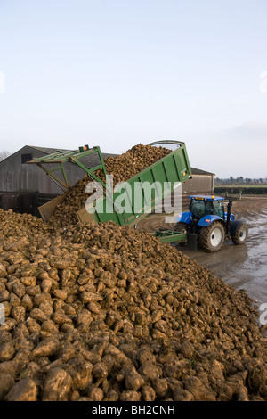 Tractor and trailer tipping sugar beet into a heap in a farmyard. Stock Photo
