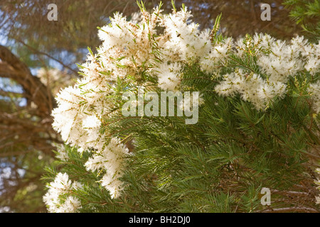 Melaleuca alternifolia tree in bloom on dark background Stock Photo ...