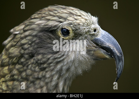 portrait of a kea, a native bird of New Zealand Stock Photo