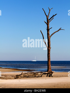 Barren tree with roots exposed during a winter low tide Stock Photo