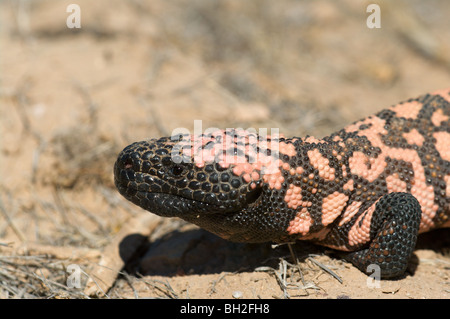 A wild Gila monster (Heloderma suspectum) from southeastern Arizona, near Benson. Stock Photo