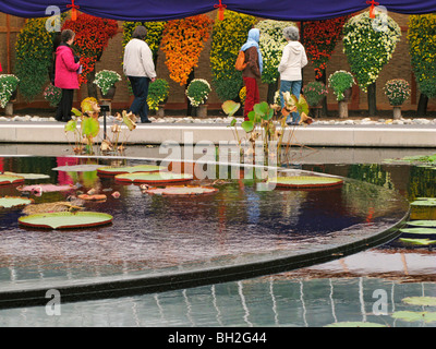 Kiku Chrysanthemums at the New York Botanical Garden Stock Photo